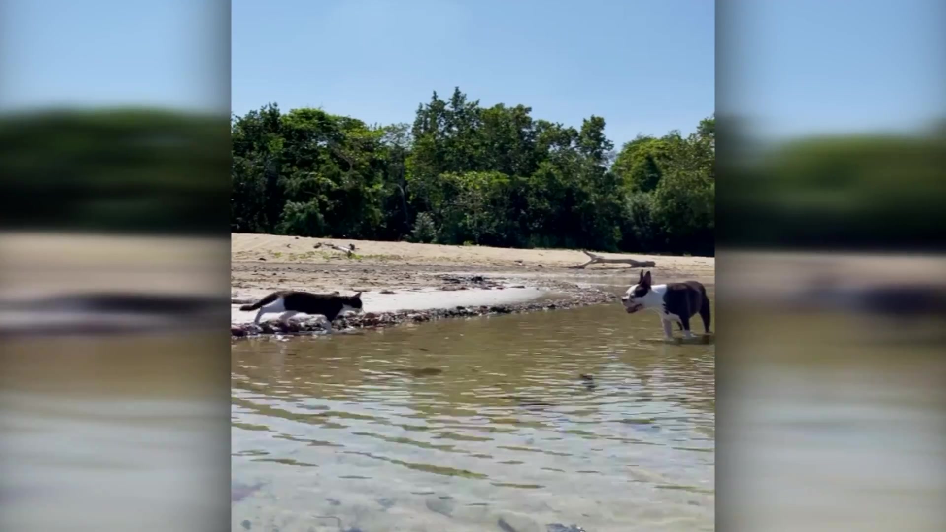 Totally.Funny.Animals.S02E22.1080p.WEB.h264-TRB