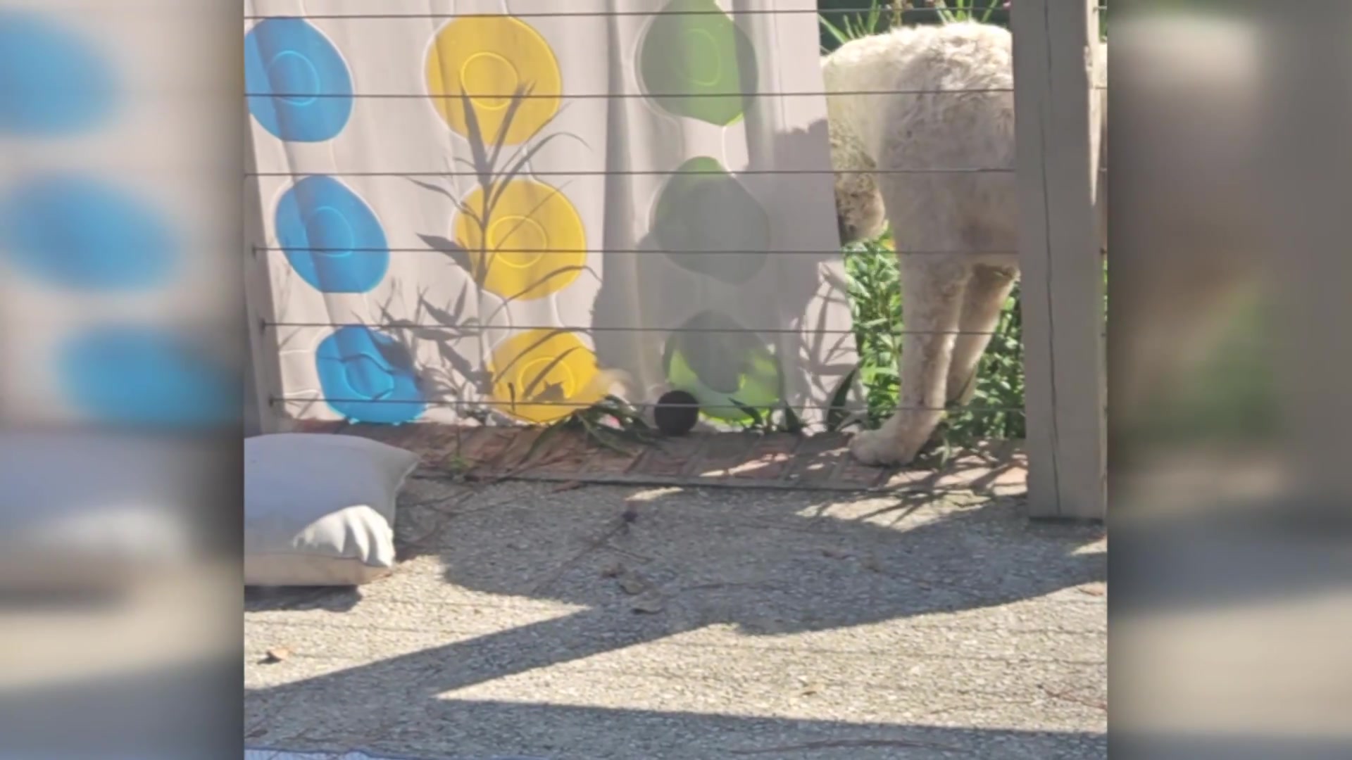 Totally.Funny.Animals.S02E22.1080p.WEB.h264-TRB