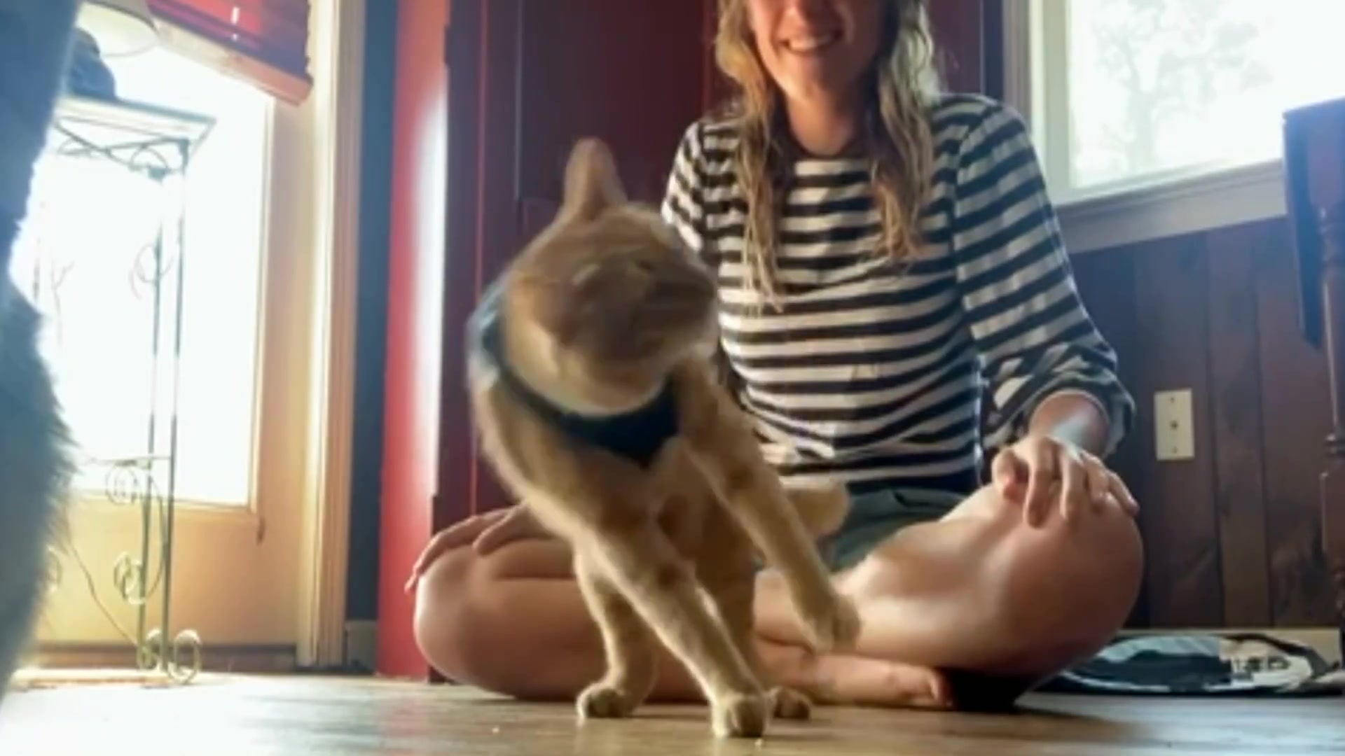 Totally.Funny.Animals.S02E22.1080p.WEB.h264-TRB